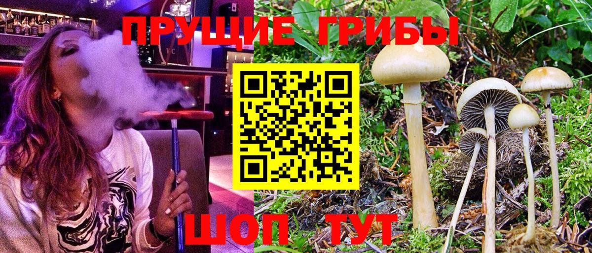 Великий Устюг  Псилоцибиновые грибы Psilocybine cubensis  Вход с VPN 